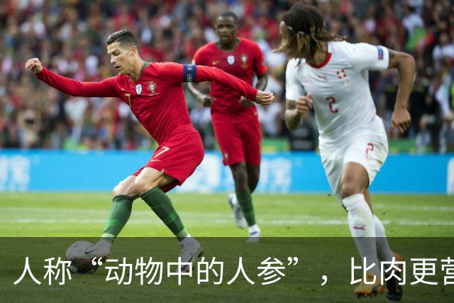 人称“动物中的人参”，比肉更营养，6块钱一斤，好吃实惠别错过